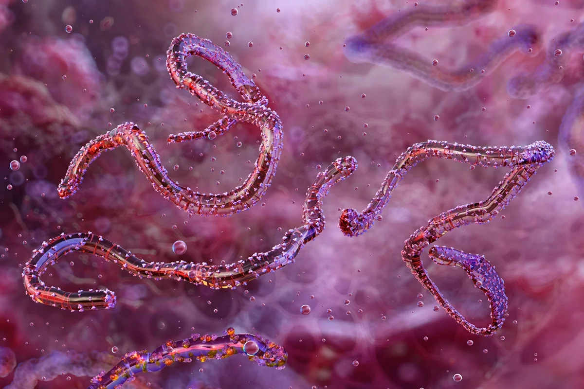 Ilustração microscópica do vírus de Marburg, com filamentos alongados em tons rosados e arroxeados flutuando em um fundo desfocado.