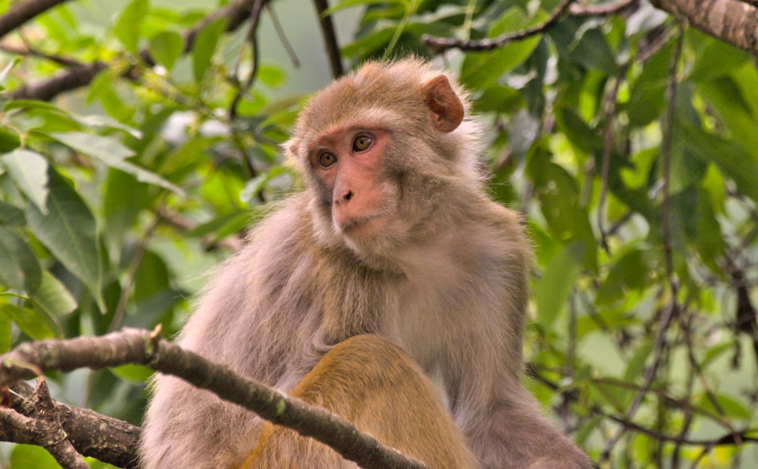 Macaco rhesus observado em meio à vegetação após fuga de laboratório nos Estados Unidos.