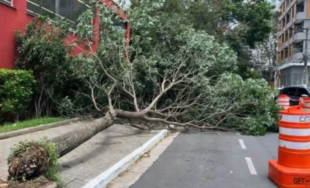 Uma árvore de grande porte está caída transversalmente sobre a calçada e parte do asfalto, com a raiz arrancada e exposta; no canto direito, um cone laranja da CET sinaliza a interdição da via em frente a um prédio de muro vermelho.